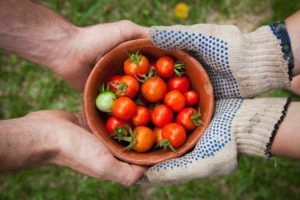 tomatoes from the garden